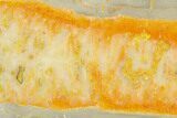 Polished Bumblebee Jasper Slab - Indonesia #338301-1